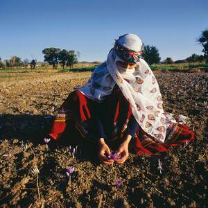 Travel to the Saffron Kingdom 